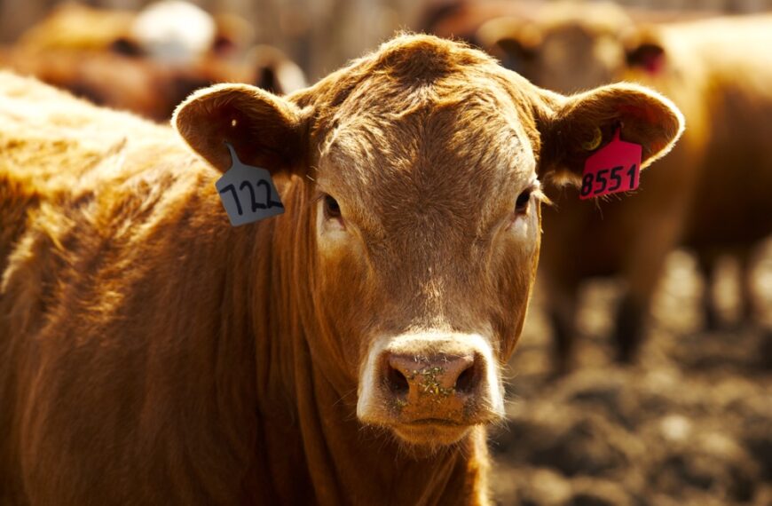 Descubriendo las Buenas Prácticas Ganaderas y el Bienestar Animal