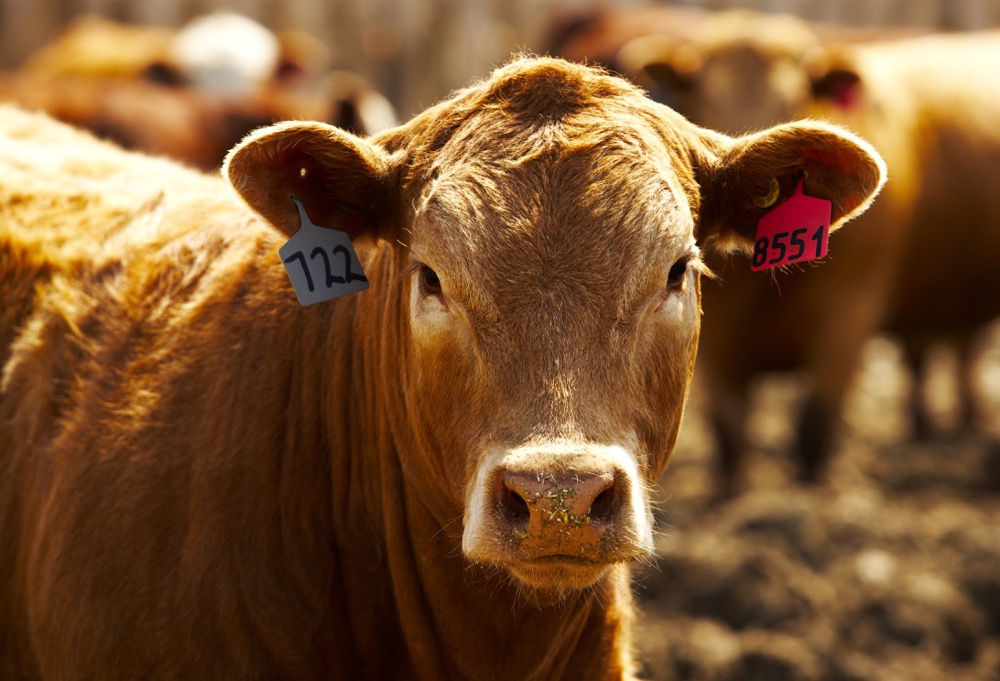 Nuevos aires en el sector de ganados y carnes y en el país