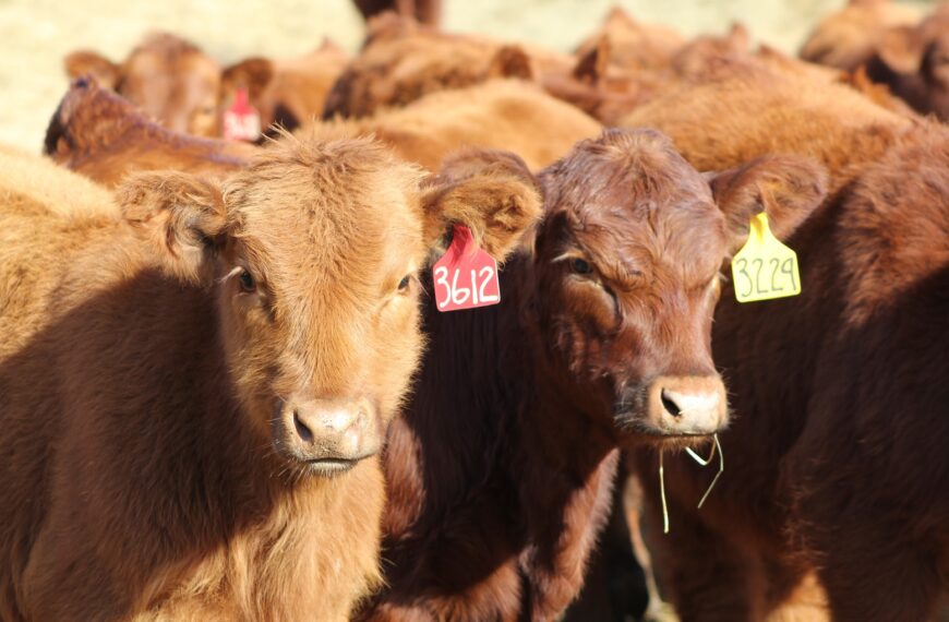 «Los centros urbanos grandes consumen carne en más de un 90% proveniente de terminación a corral»
