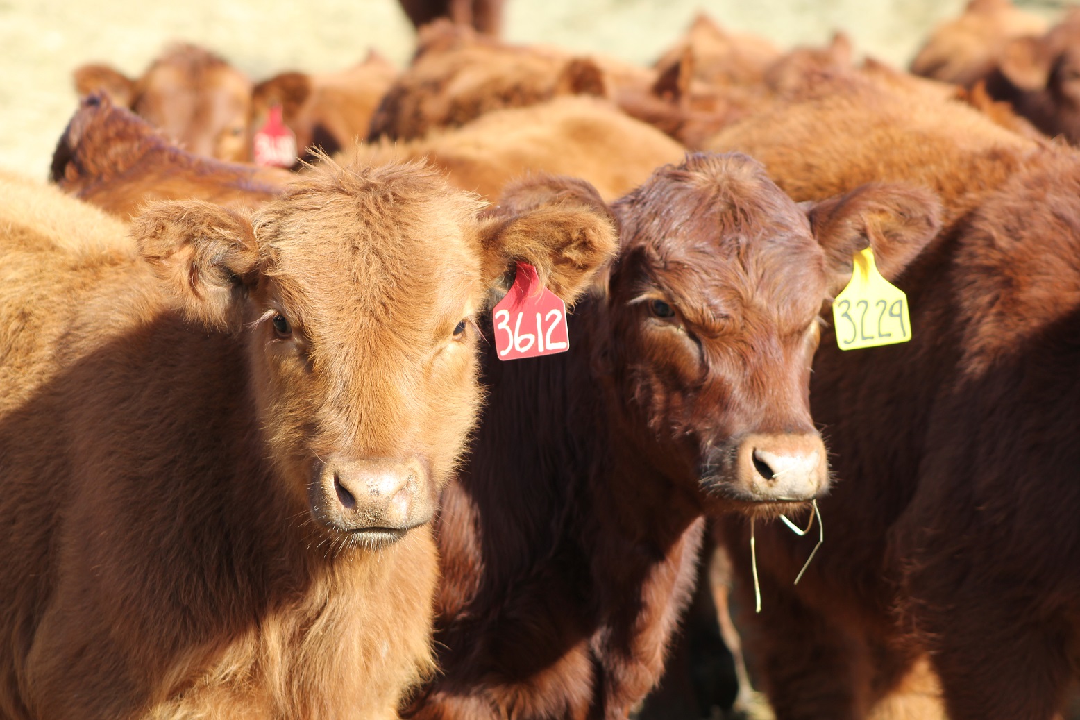 «Los centros urbanos grandes consumen carne en más de un 90% proveniente de terminación a corral»