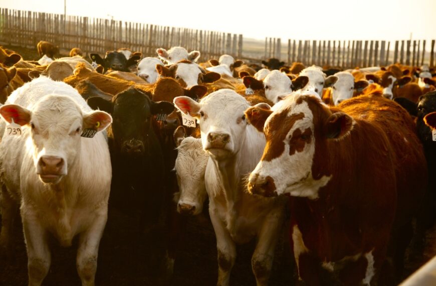 Feedlot: innovaciones en el modelo productivo para mayor eficiencia