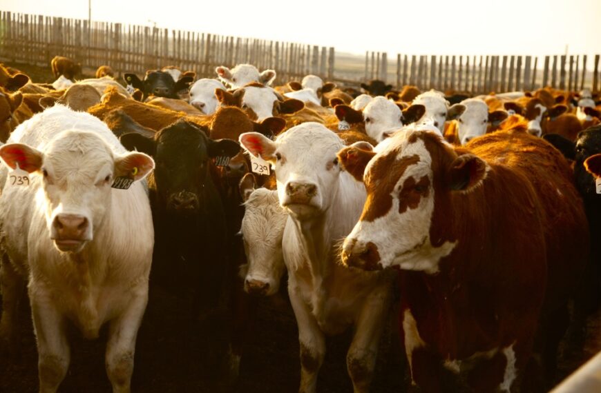 El negocio de la carne vacuna entró en una fase que dará grandes sorpresas