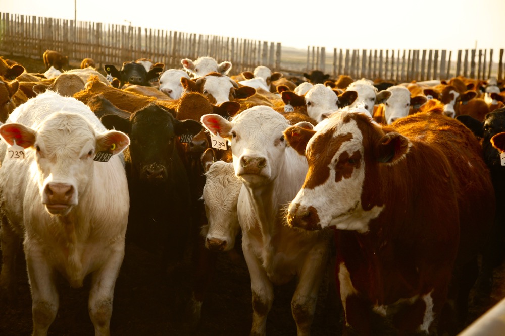 El negocio de la carne vacuna entró en una fase que dará grandes sorpresas