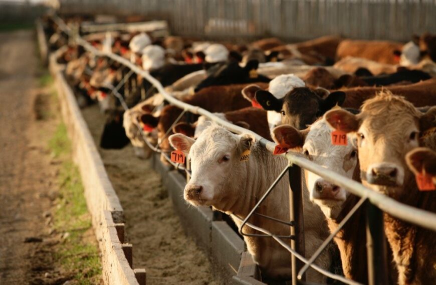 Uruguayos valoran atributos ambientales en la carne y rechazan sustitutos