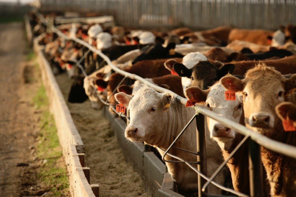 Notifican varios casos de SARS-CoV-2 en bovinos en Suiza