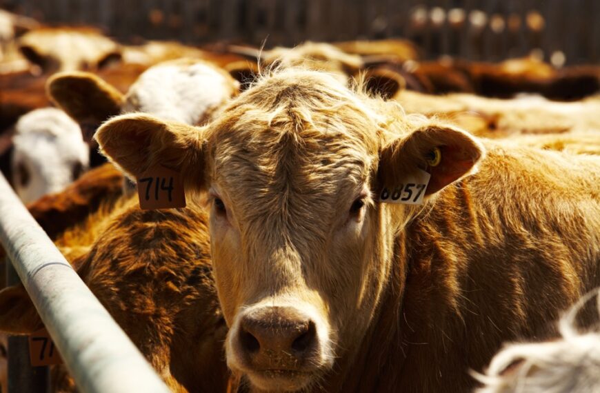 Feedlot: la automatización llegó a los sistemas de alimentación