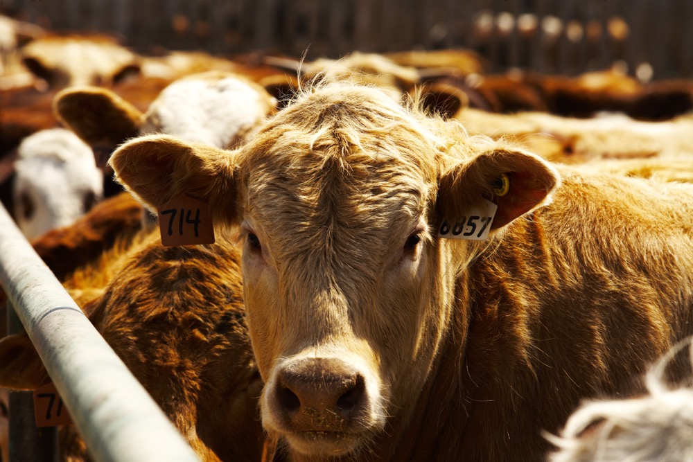 Para automatizar y profesionalizar: el software que revoluciona la gestión de feedlot