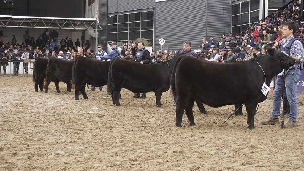 Angus: los precios del remate se acercó a un total de $70.000.000