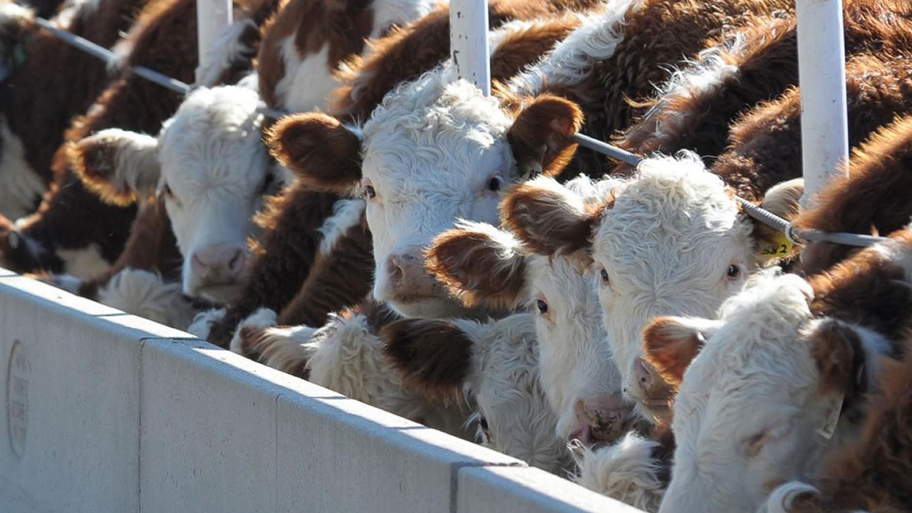 ¿Se terminan las buenas noticias para los feedlots?