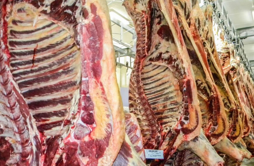La ganadería argentina, la única entre los grandes exportadores del mundo que no aumentó el peso medio por animal faenado