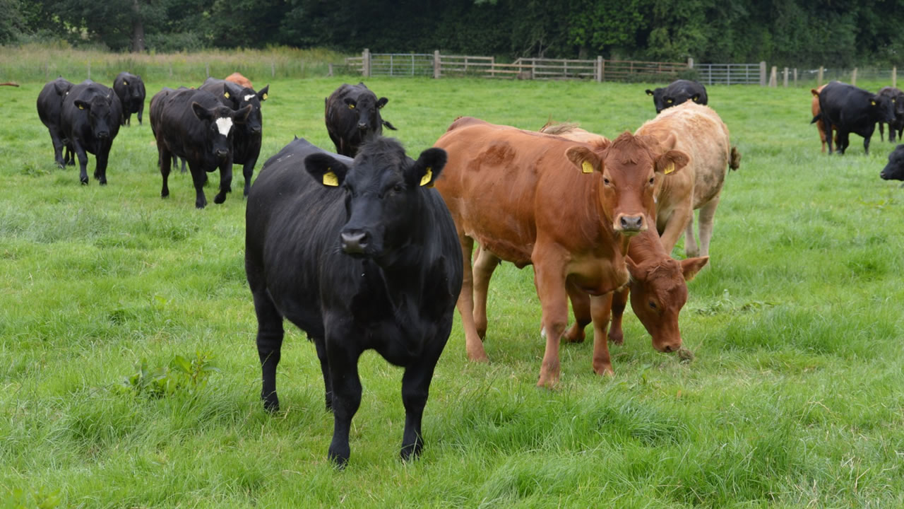 Se recupera el precio de la carne: sólido aumento de la hacienda en pie