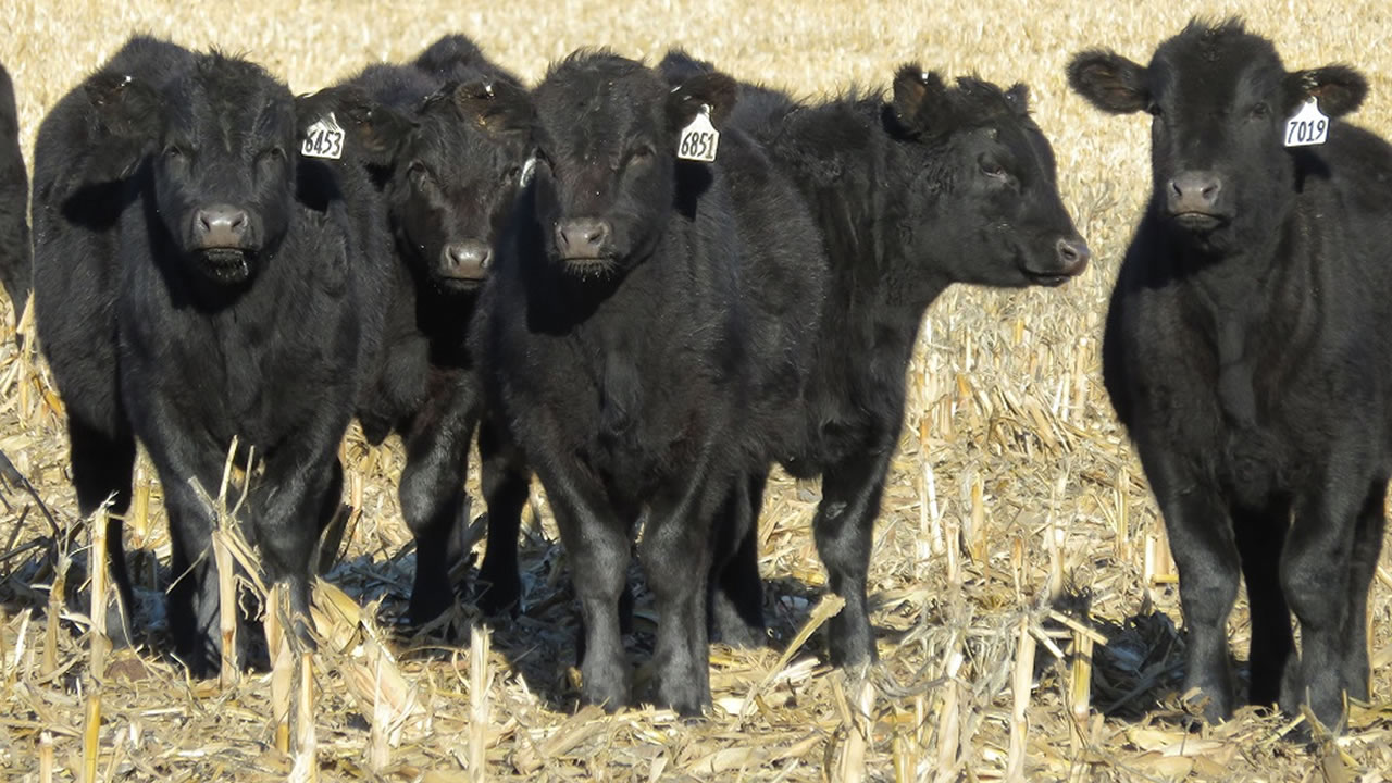 Séptima semana consecutiva de alza en el precio real del novillo en Cañuelas