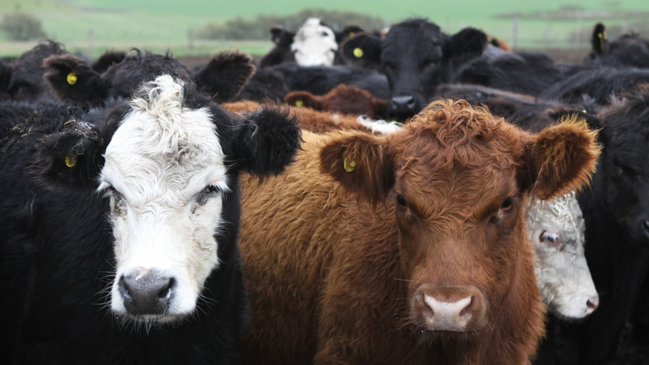 Novillo Mercosur: la vaca loca pegó duro en las ganaderías tropicales