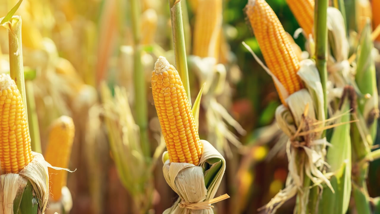 El maíz argentino tiene la menor huella de carbono del mundo