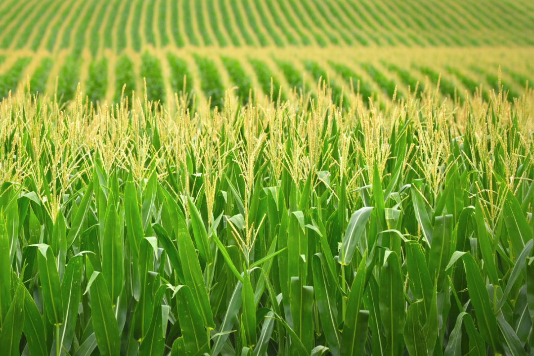 La siembra de maíz exhibe un retraso de casi 8% versus el año pasado