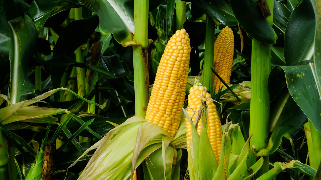 De la polenta a la bioeconomía y de cómo el maíz puede estar hasta en las zapatillas