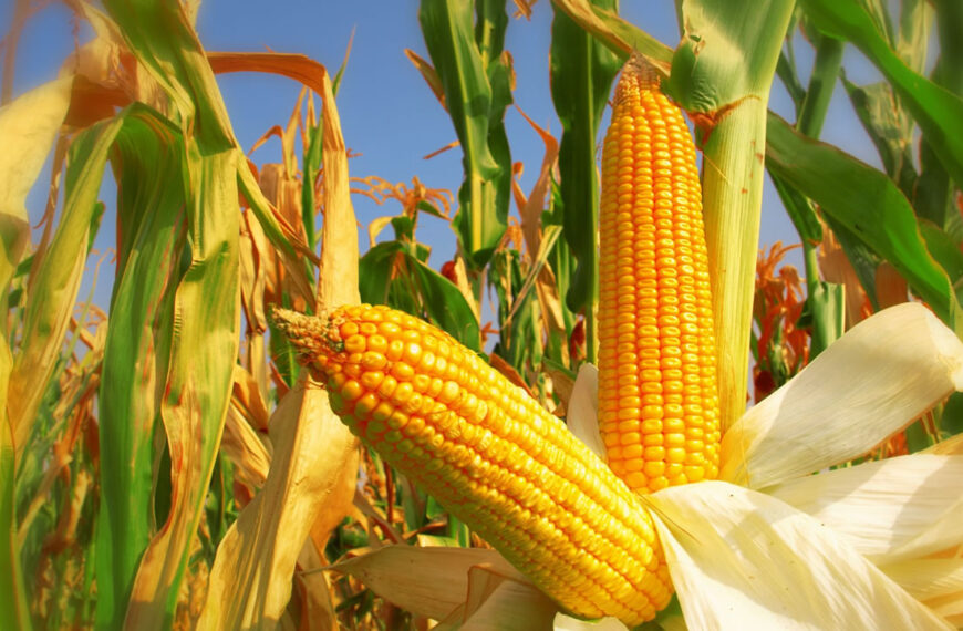 Sequía: agricultura prorroga por 180 días los embarques de maíz al exterior