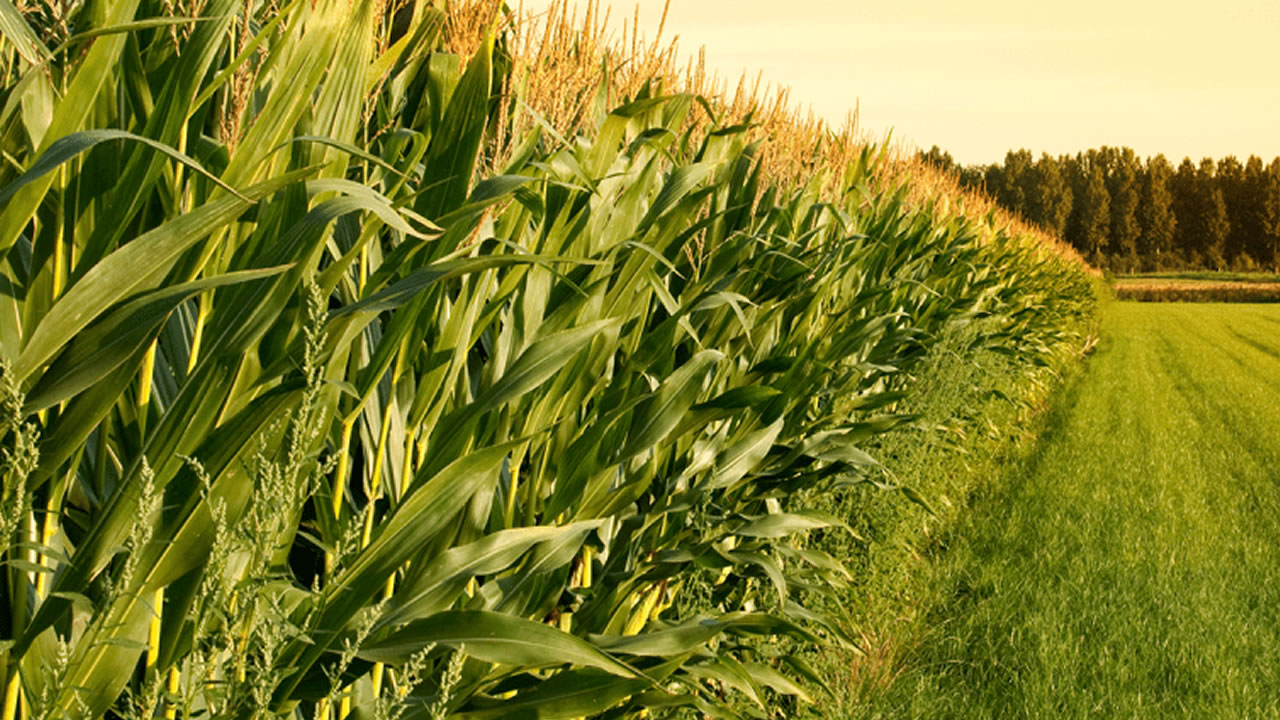 Syngenta y Maizar lanzan la segunda edición del Hackaton de Maíz Sustentable  