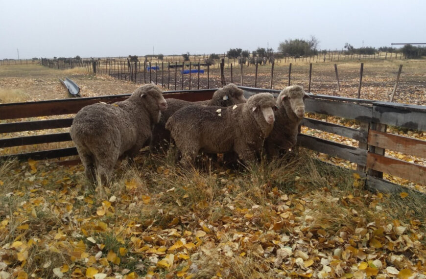 Uruguay: el negocio ovino es rentable, pese a caída de precios