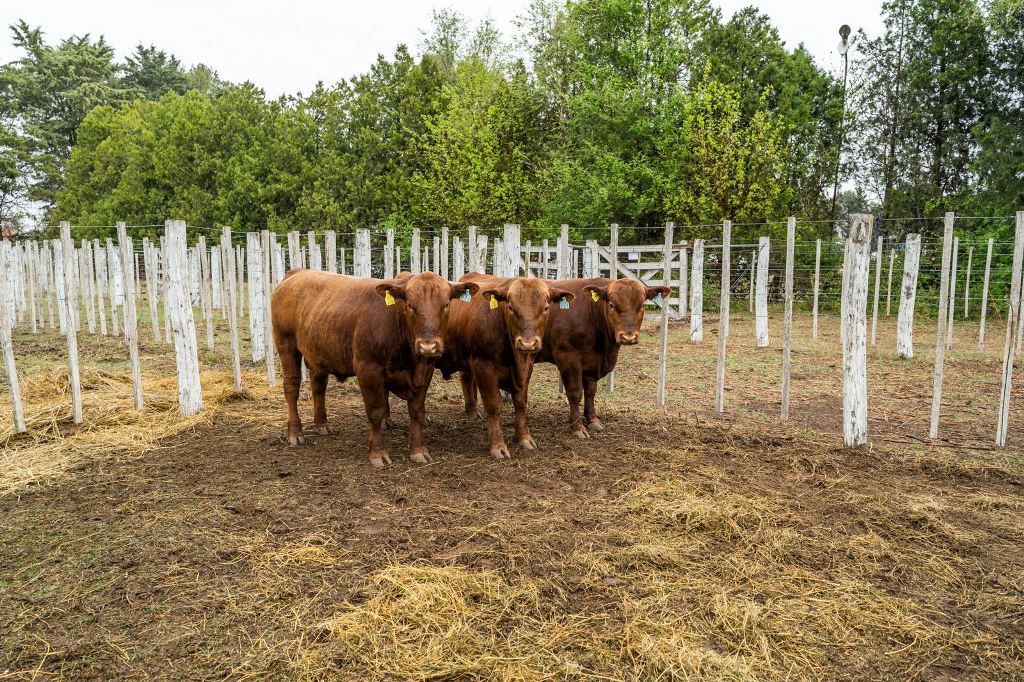 ¿Adiós al país de las vacas y la carne?: en 9 de las 10 principales provincias ganaderas hay menos animales que hace 15 años