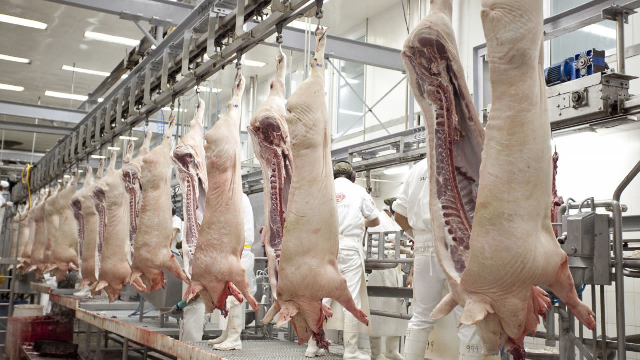 Fuerte incremento del precio del cerdo vivo para sacrificio en China pese a una nueva liberalización de carne por parte del Gobierno