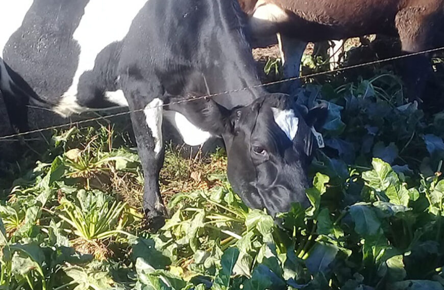 Profundizan estudios sobre la remolacha forrajera para alimentar ganado