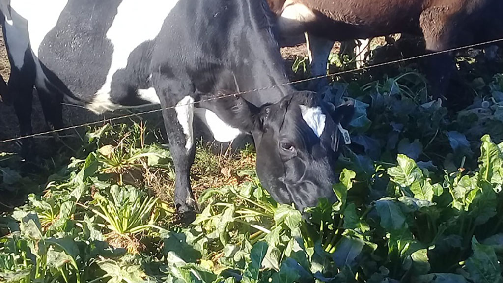 Profundizan estudios sobre la remolacha forrajera para alimentar ganado