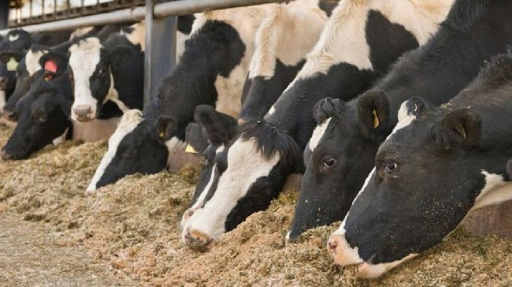 Sequía y deficiencia de fibra en dietas de vacas lecheras