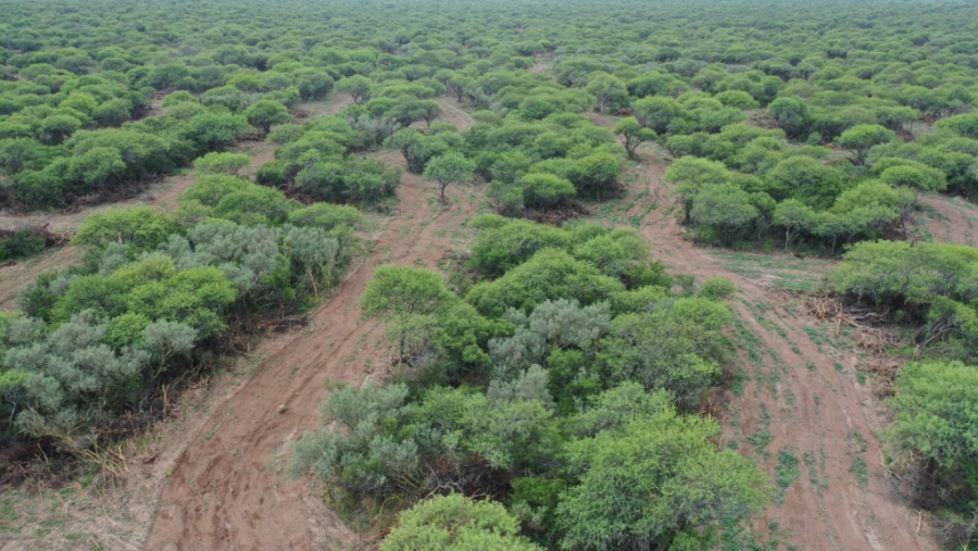 Convocatoria 2022 para Planes de Manejo del Bosque Nativo