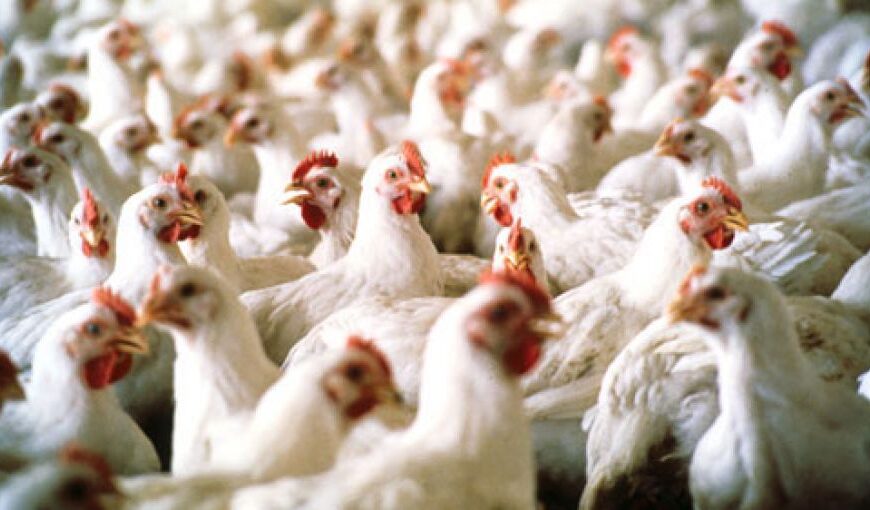 Influenza aviar: Informe sobre el estado de la situación epidemiológica en la Argentina