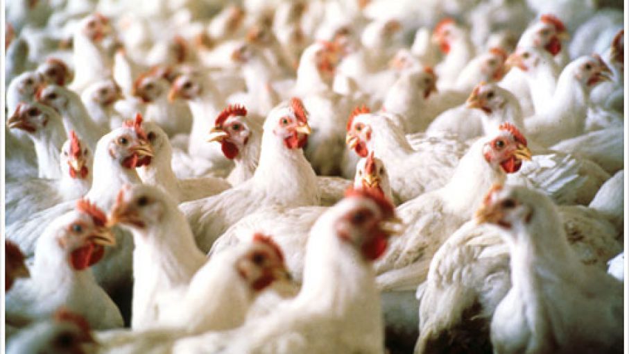 Gripe aviar: Estados Unidos aseguró que está a 18 meses de encontrar la vacuna
