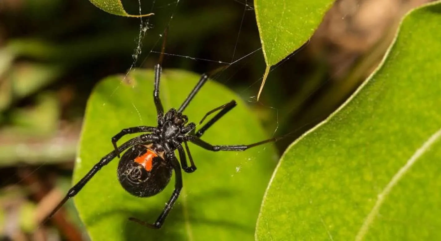 Alerta en el campo por la aparición de la viuda negra, una peligrosa araña de ocho ojos que se multiplicó por la sequía