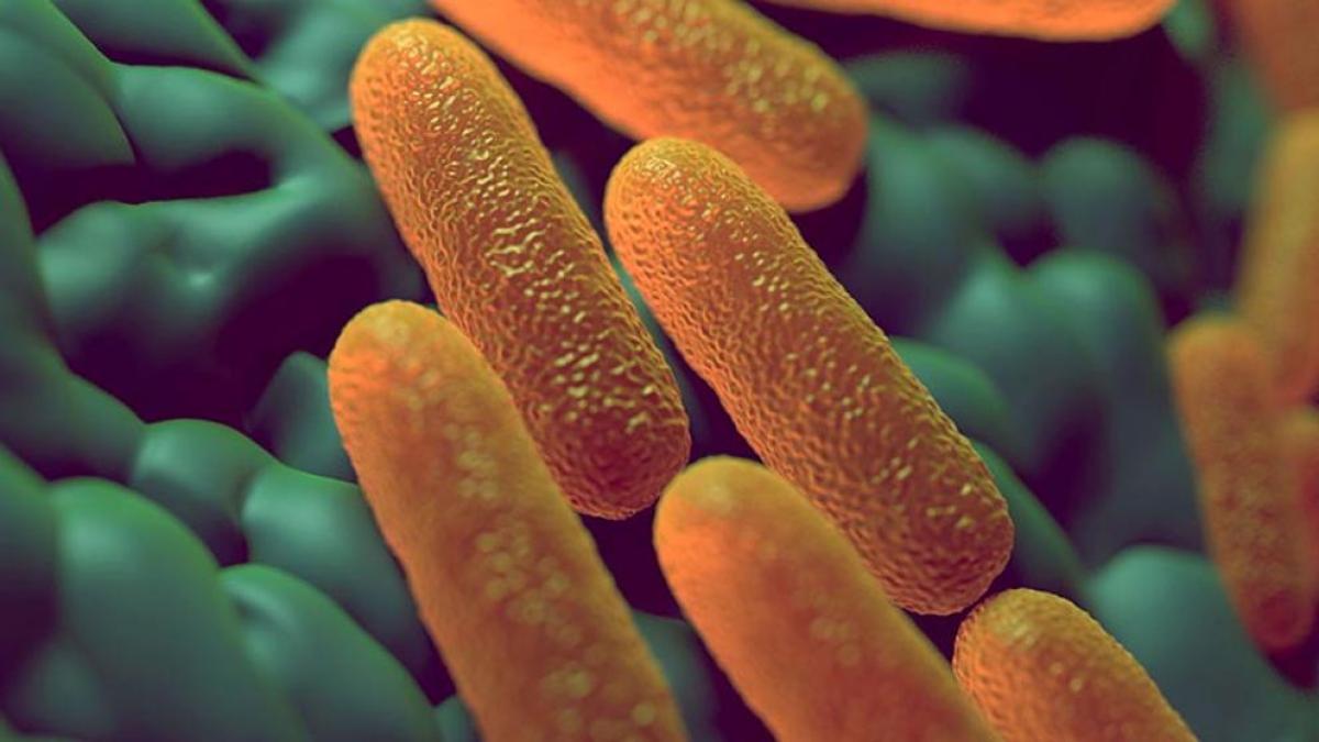 Shigella y salmonella: qué son, cómo se detectan y cuáles son las medidas de prevención