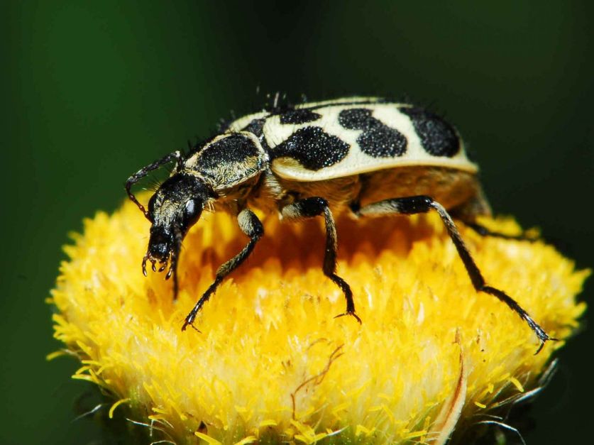 Qué se sabe del «siete de oro»: el escarabajo que cubre plantas y mata animales