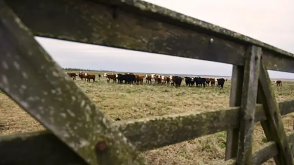 El Gobierno dio marcha atrás con el cierre de las exportaciones de carne vacuna a la espera de un acuerdo de precios
