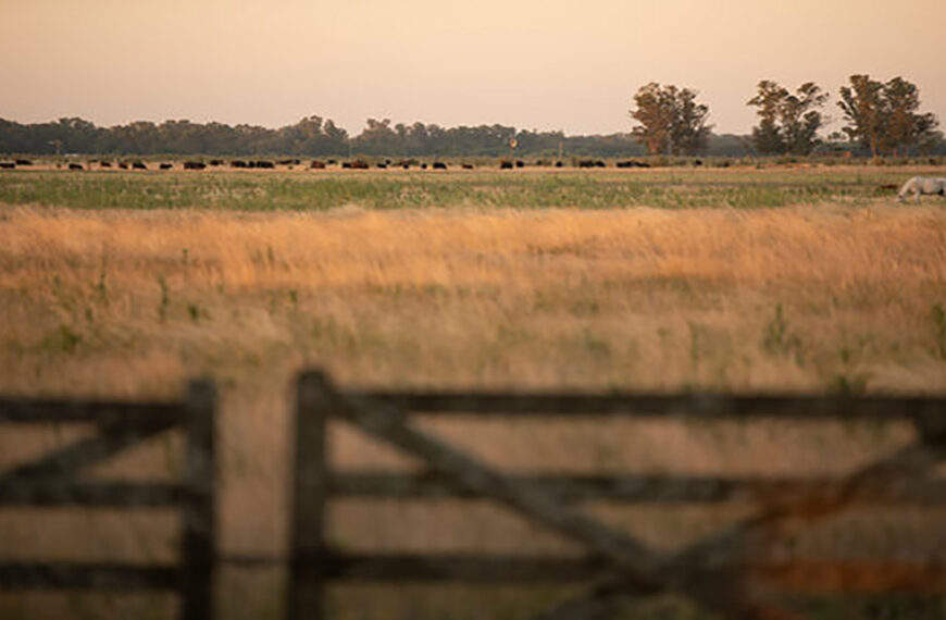 Nación declaró la emergencia y el desastre agropecuario en 11 provincias: a qué departamentos alcanza