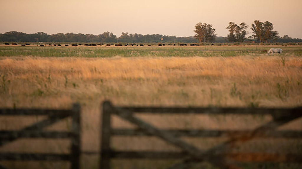 Presión impositiva en el campo: $59 de cada $100 producidos por el agro son para el Estado