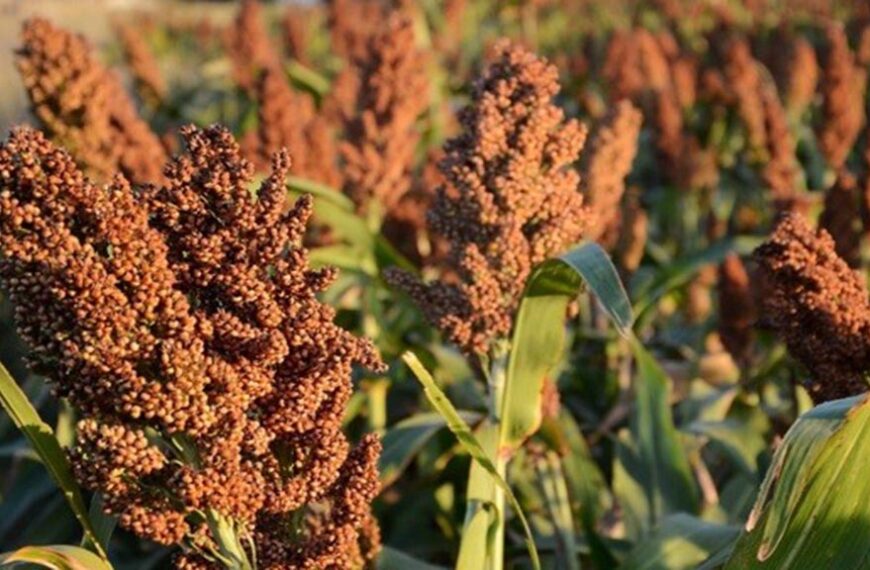 Cuántos kilos por hectárea de sorgo granífero se necesitan para cubrir costos