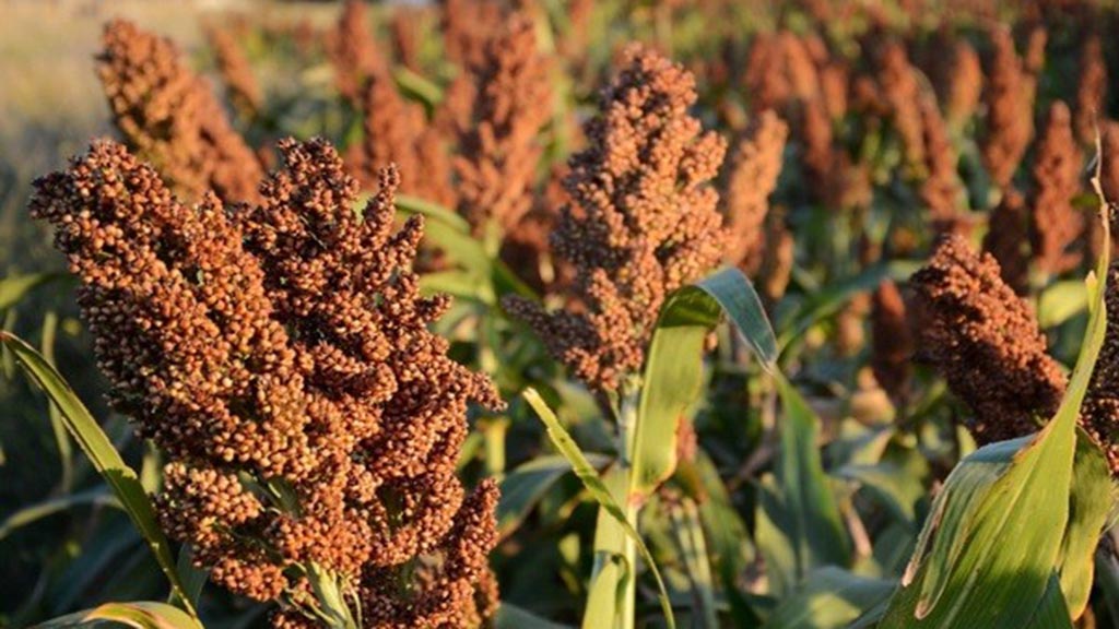 Cuántos kilos por hectárea de sorgo granífero se necesitan para cubrir costos