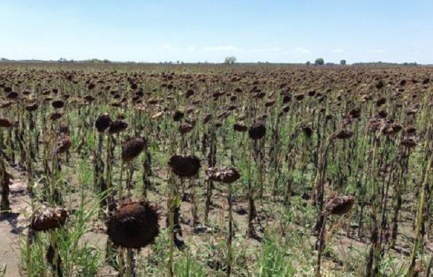 Los rindes de girasol y maíz temprano expresan la dimensión del impacto de la sequía