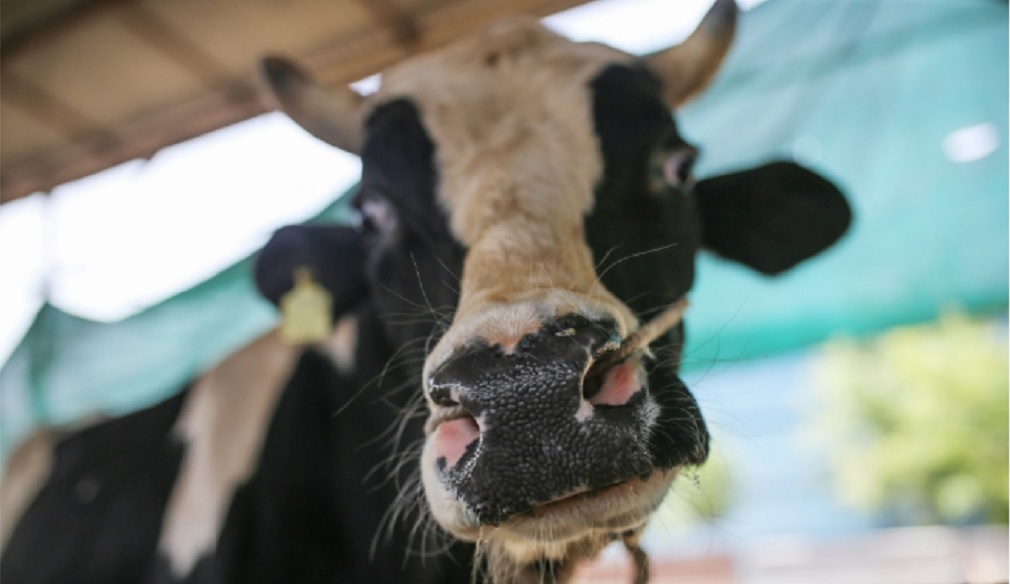 Brasil detiene exportación de carne roja a China por caso de vaca loca