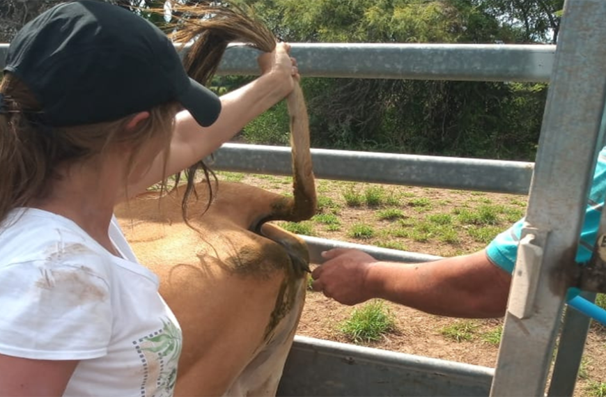 Inseminación artificial, una biotecnología para el mejoramiento genético de los rodeos