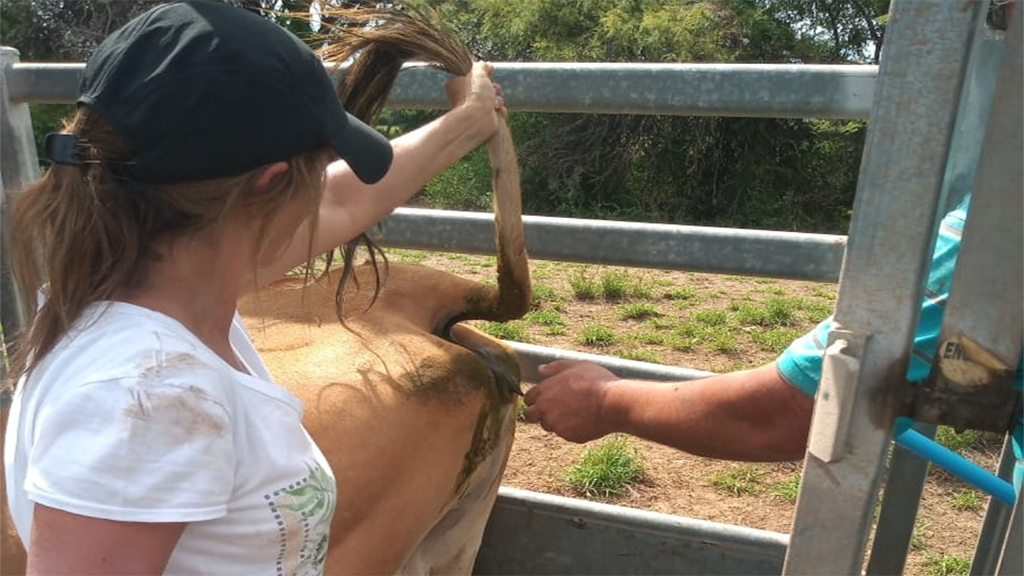 Inseminación artificial, una biotecnología para el mejoramiento genético de los rodeos