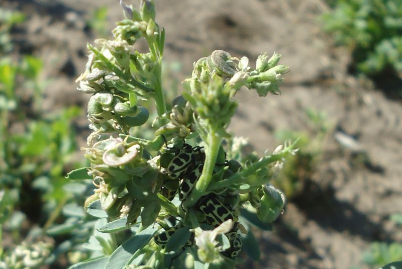 Siete de oro: porqué no es eficaz aplicar insecticidas en alfalfa