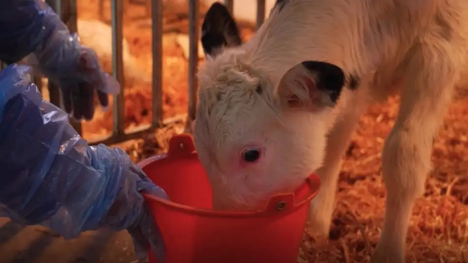 Científicos chinos clonaron con éxito «súper vacas» lecheras altamente productivas