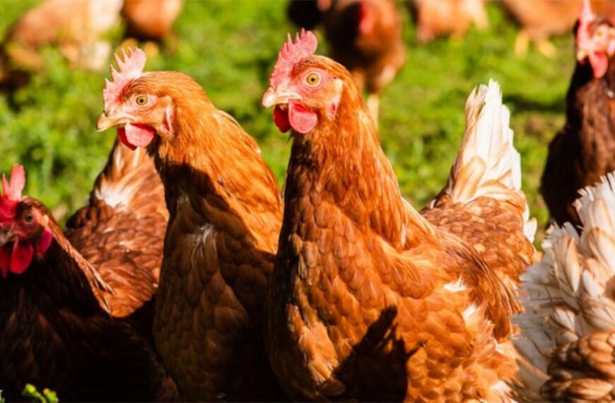 Senasa refuerza la vigilancia sanitaria en aves de traspatio en La Humada, La Pampa