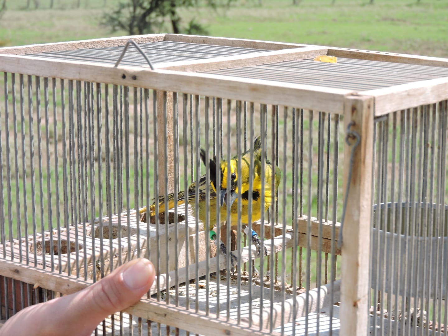 Rehabilitan y liberan cardenales amarillos decomisados a infractores