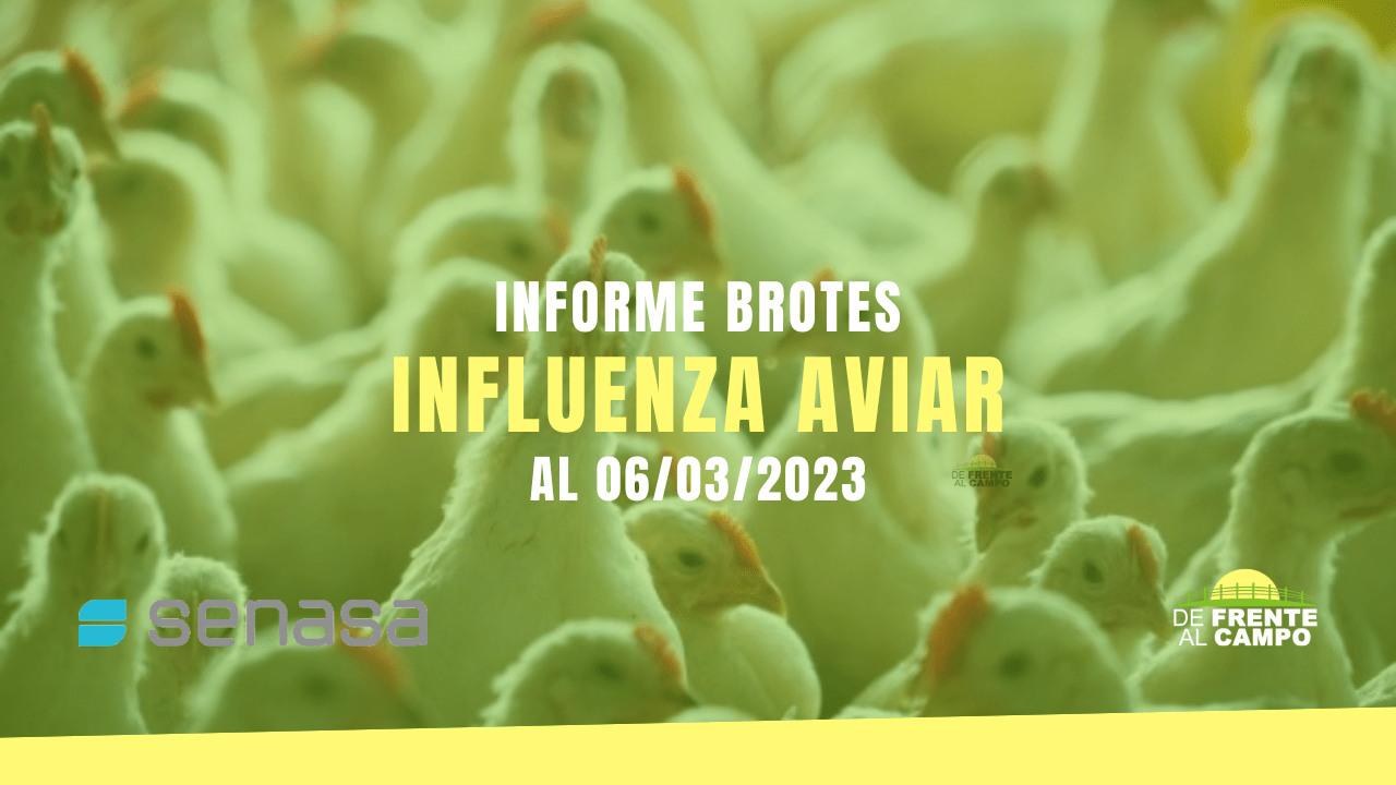 Informe brotes influenza aviar al 06/03/2023