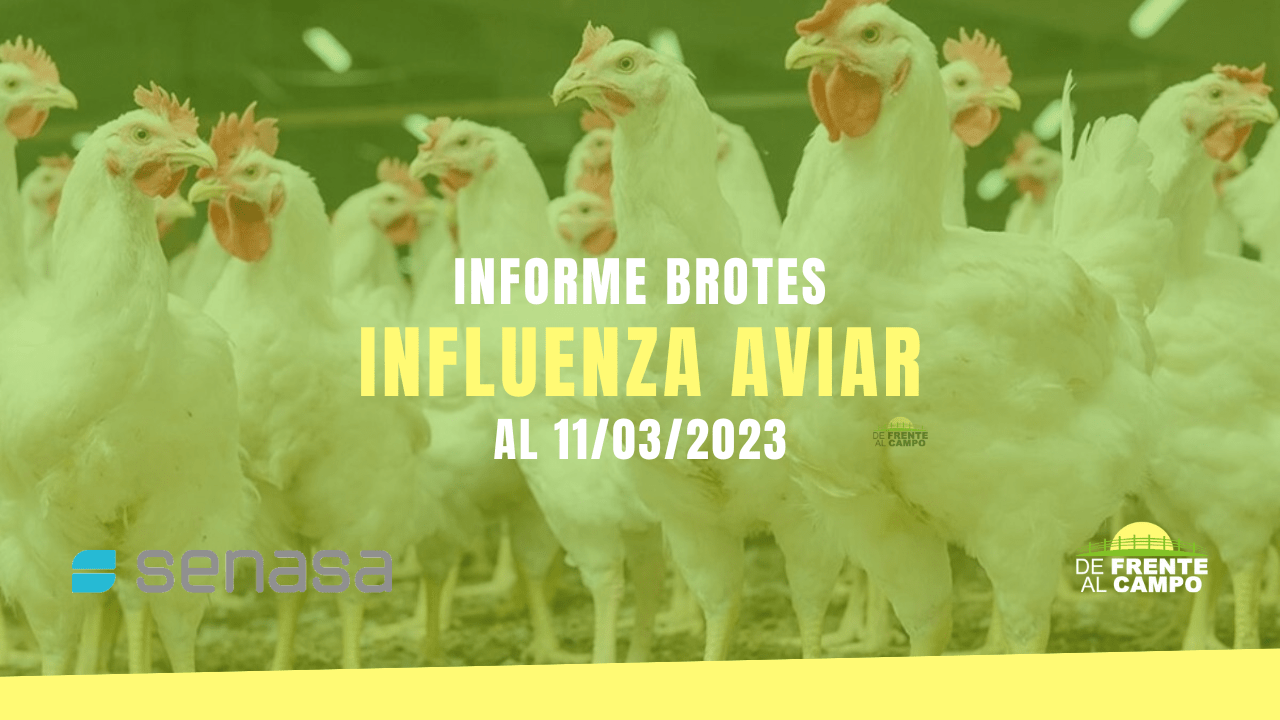 Informe brotes influenza aviar al 11/03/2023
