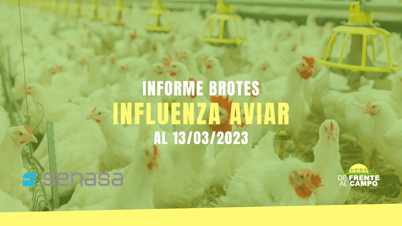 Informe brotes influenza aviar al 13/03/2023
